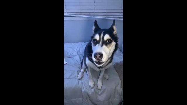 My Husky WONT Get Off My Bed! | She Argues With Me